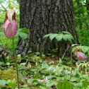 Pink Lady's Slipper; Pink Moccasin-Flower