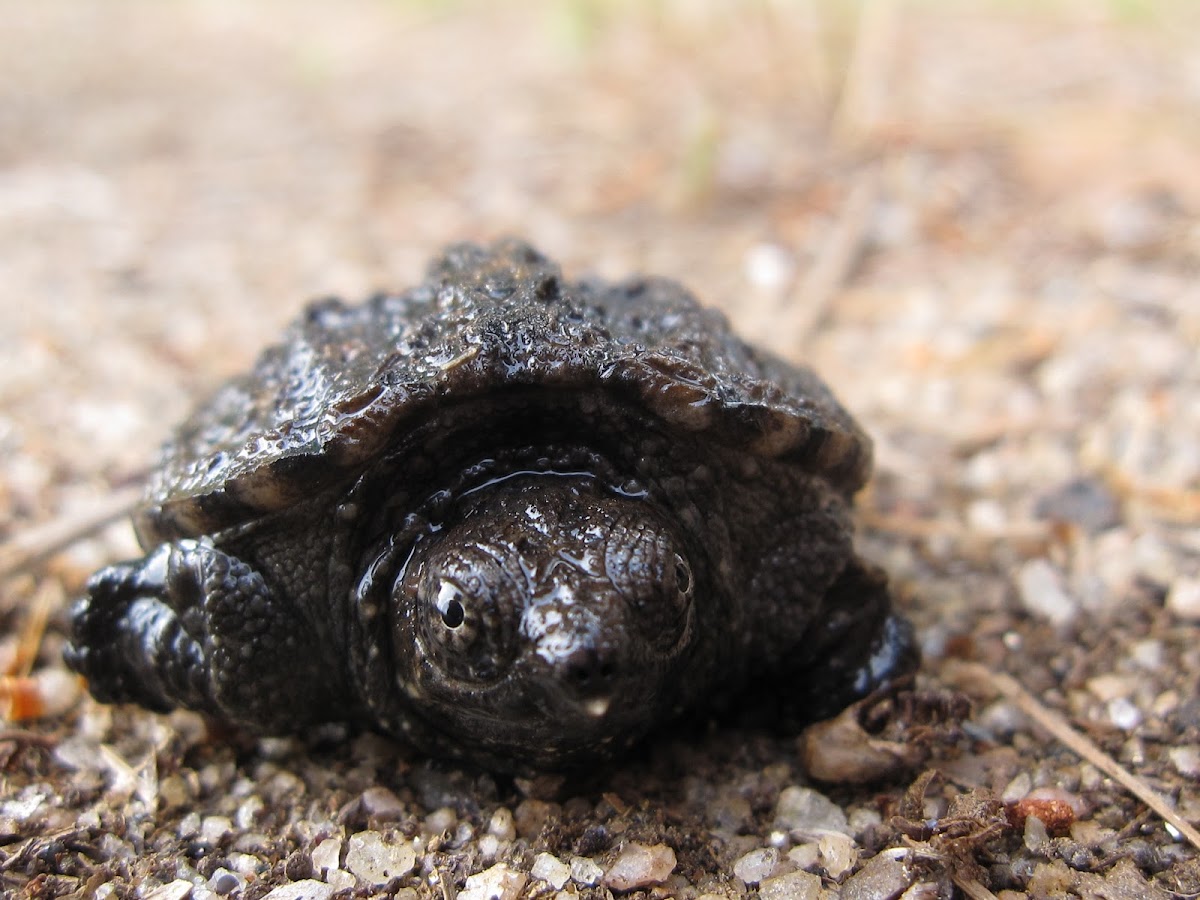 Common Snapping Turtle