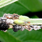 Bulbous treehopper