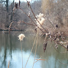 some sort of Grass or reed? found by the water