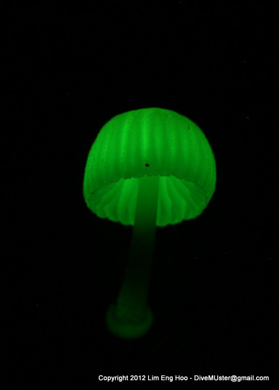 Bioluminescent Mushroom