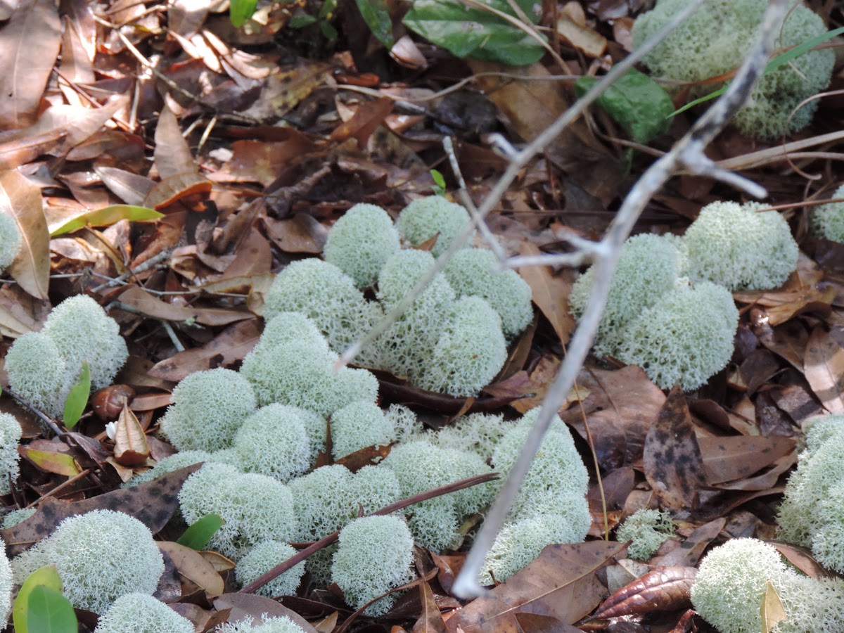 Reindeer Lichen