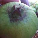 Guava (Spanish:guayaba)