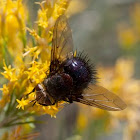 unknown tachinid fly (black)