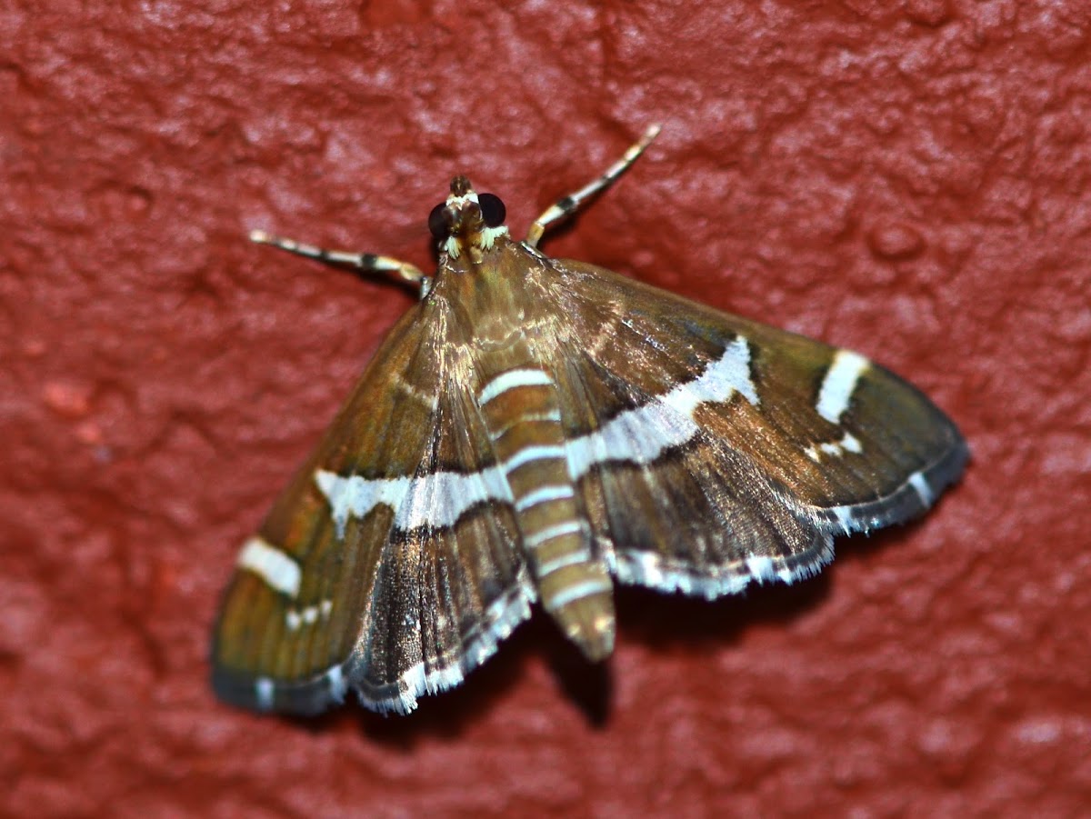 Maize moth