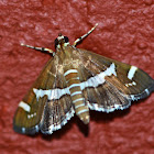 Maize moth