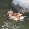 Mandarin Duck and American Wood Duck