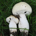 scaly horse mushroom agaricus