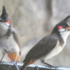 Red-whiskered Bulbul