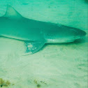 Tubarão Limão