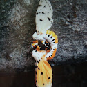 Salt Marsh Moth, mating pair