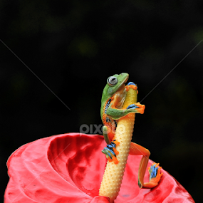 by Benny Sugiarto Eko Wardojo - Animals Amphibians