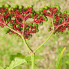 Red tree shrub