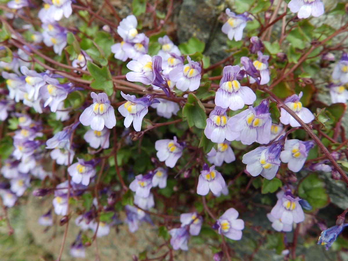 Ivy-leaved toadflax