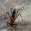 6 legs insect