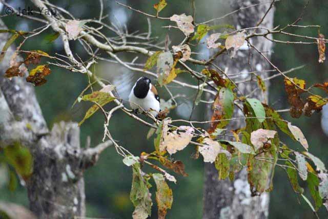 White-bellied treepie