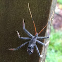 Wheel Bug nymph