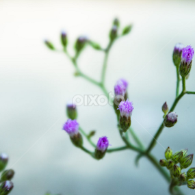 Better View: http://www.flickr.com/photos/16457683@N07/12542077445/ by MD Amdadul Emon - Flowers Flowers in the Wild