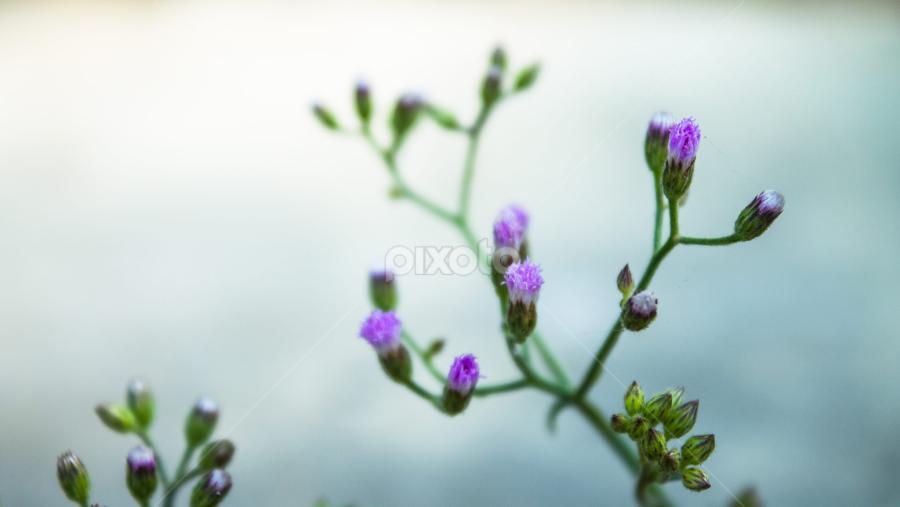 Better View: http://www.flickr.com/photos/16457683@N07/12542077445/ by MD Amdadul Emon - Flowers Flowers in the Wild