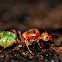 Weaver Ant