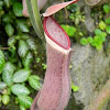 White-Collared Pitcher Plant