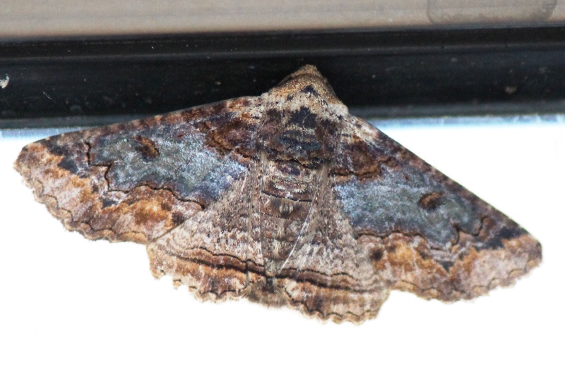 Looper Moth