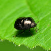 Negro Bug