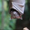 Large Flying Fox