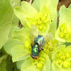 mosca verde