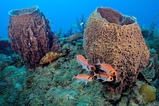 Tropical fish glide between barrel sponges in a reef on St. Eustatius, which offers some of the Caribbean's best waters for scuba and snorkeling. 