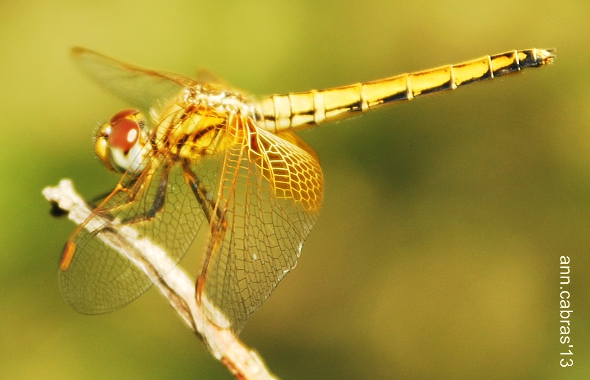 Neurothemis sp.