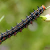 Common buckeye butterfly caterpillar