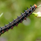Common buckeye butterfly caterpillar