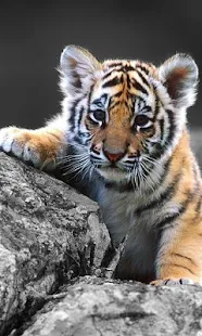 Тигры Звуки живые обои - screenshot thumbnail