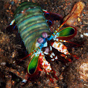 Peacock Mantis Shrimp / Harlequin Mantis Shrimp