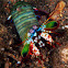 Peacock Mantis Shrimp / Harlequin Mantis Shrimp