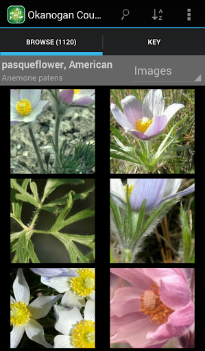 【免費生活App】1050 Saskatchewan Wildflowers-APP點子