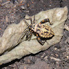 Leaf-footed Bug