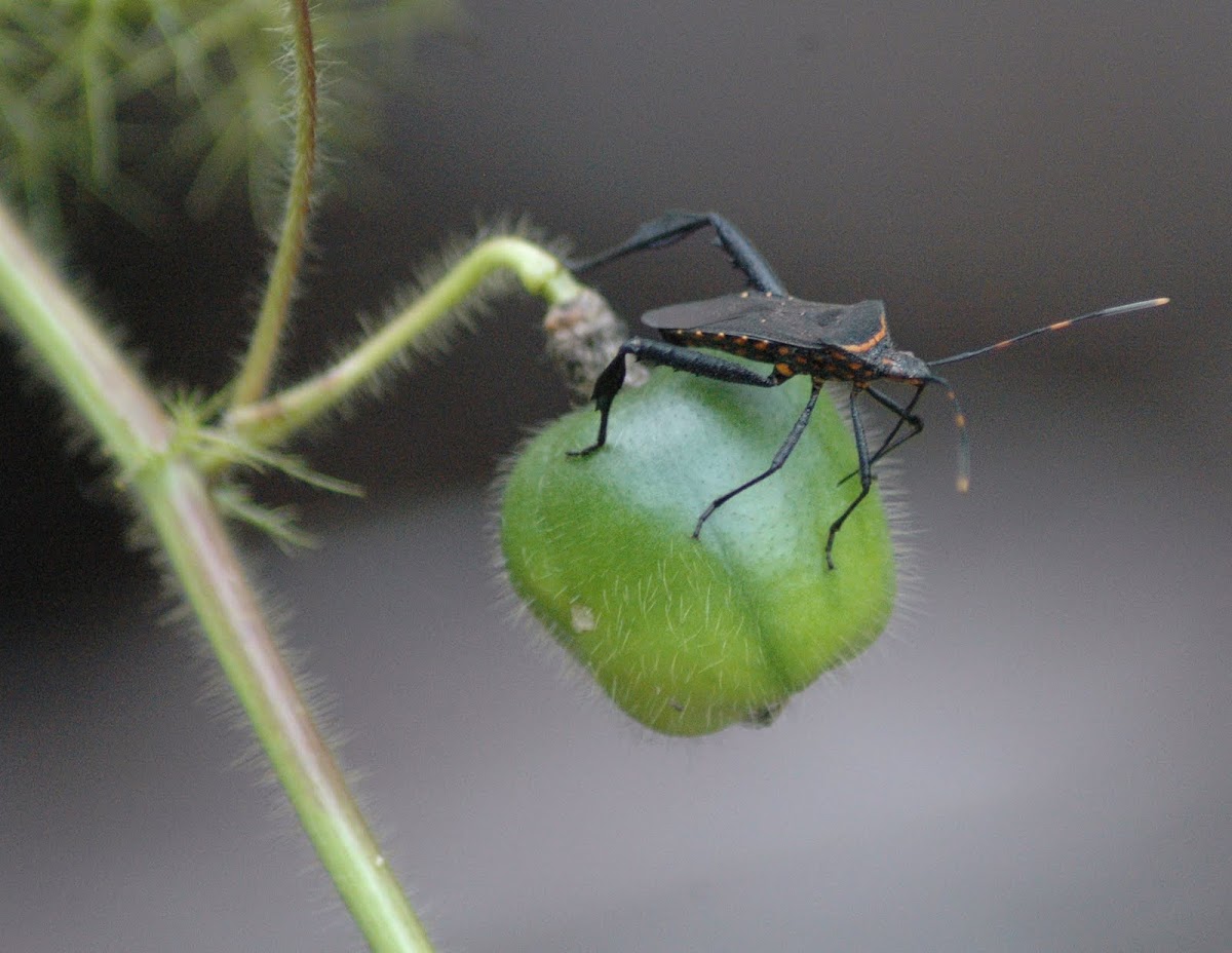Citron bug (leaf-footed bug)