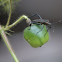 Citron bug (leaf-footed bug)