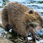 Muskrat