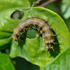 Mexican Silverspot Caterpillar