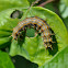 Mexican Silverspot Caterpillar