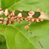 African Flower Mantis