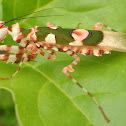 African Flower Mantis
