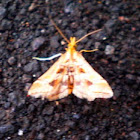 moth