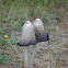 Shaggy ink cap