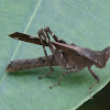 Monkey-grasshopper