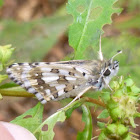 Common Checkered Skipper