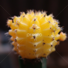 Yellow cactus ! #originalpic ;) by Muhd Haziq - Flowers Single Flower